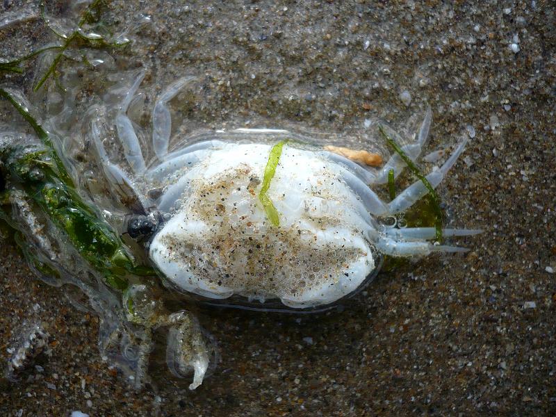 Bretagne (216).JPG